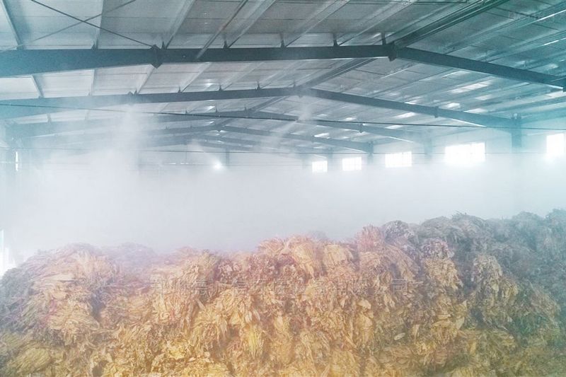 提升煙葉加工質量，高效回潮很重要