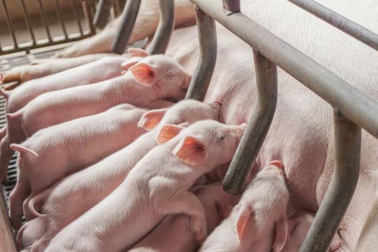 健康和經濟：肉豬養殖環境除濕
