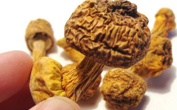 巴西菇、姬鬆茸烘幹機-怎樣烘幹色澤好且菇體褶片完整？