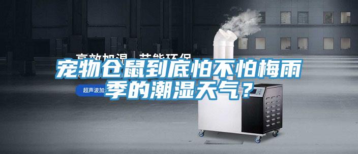 寵物倉鼠到底怕不怕梅雨季的潮濕天氣？