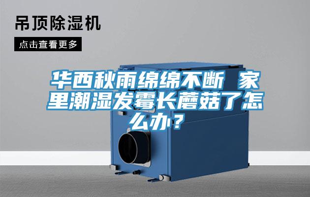 華西秋雨綿綿不斷 家裏潮濕發黴長蘑菇了怎麽辦？