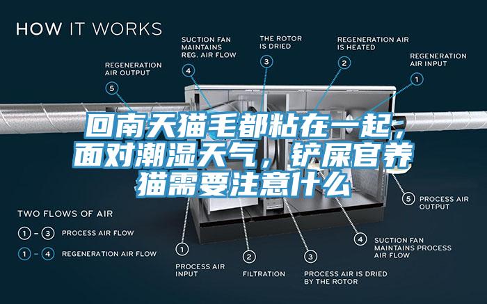 回南天貓毛都粘在一起，麵對潮濕天氣，鏟屎官養貓需要注意什麽