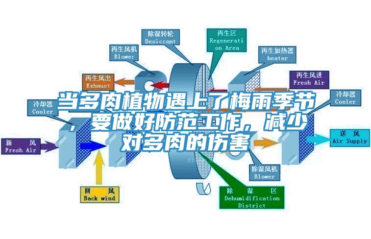 當多肉植物遇上了梅雨季節，要做好防範工作，減少對多肉的傷害
