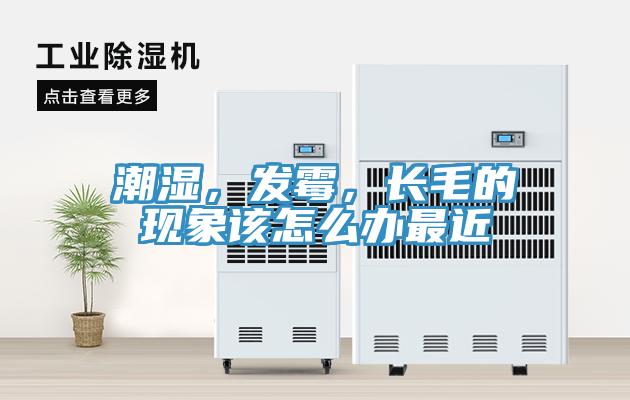潮濕，發黴，長毛的現象該怎麽辦最近