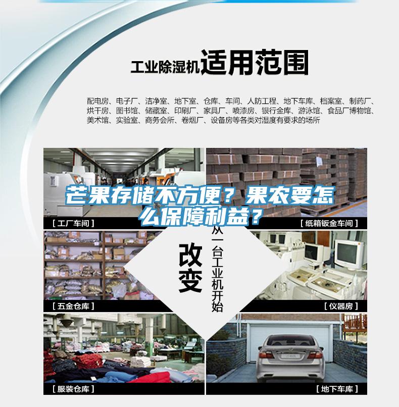 芒果存儲不方便？果農要怎麽保障利益？