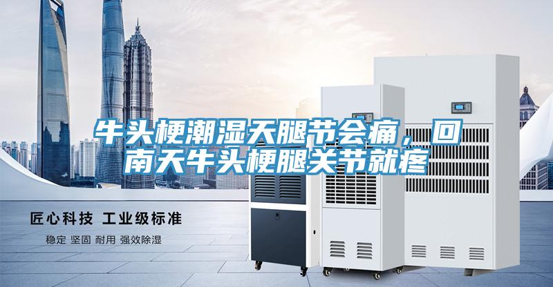 牛頭梗潮濕天腿節會痛，回南天牛頭梗腿關節就疼