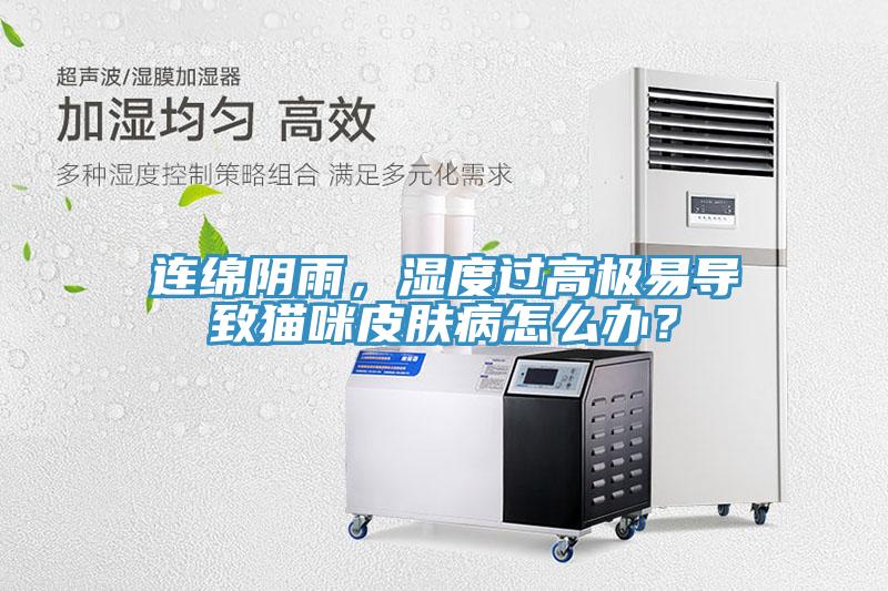連綿陰雨，濕度過高極易導致貓咪皮膚病怎麽辦？
