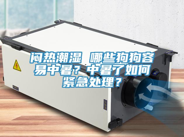 悶熱潮濕 哪些狗狗容易中暑？中暑了如何緊急處理？