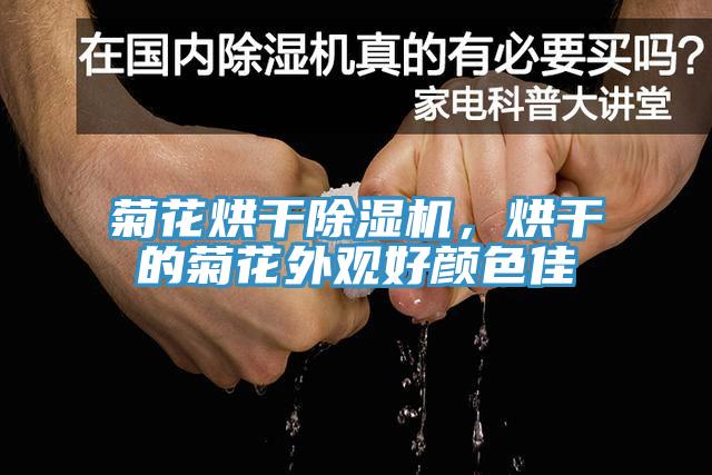 菊花烘幹小黄片软件免费下载，烘幹的菊花外觀好顏色佳