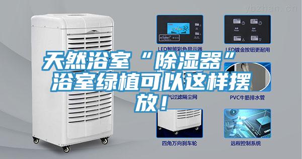 天然浴室“除濕器” 浴室綠植可以這樣擺放！