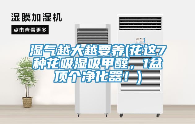 濕氣越大越要養(花這7種花吸濕吸甲醛，1盆頂個淨化器！)