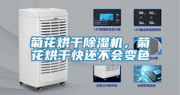 菊花烘幹小黄片软件免费下载，菊花烘幹快還不會變色