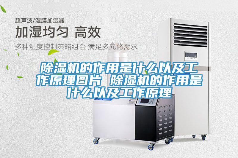 小黄片软件免费下载的作用是什麽以及工作原理圖片 小黄片软件免费下载的作用是什麽以及工作原理