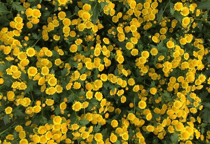 農場胎菊小菊花野菊花烘幹小黄片软件免费下载