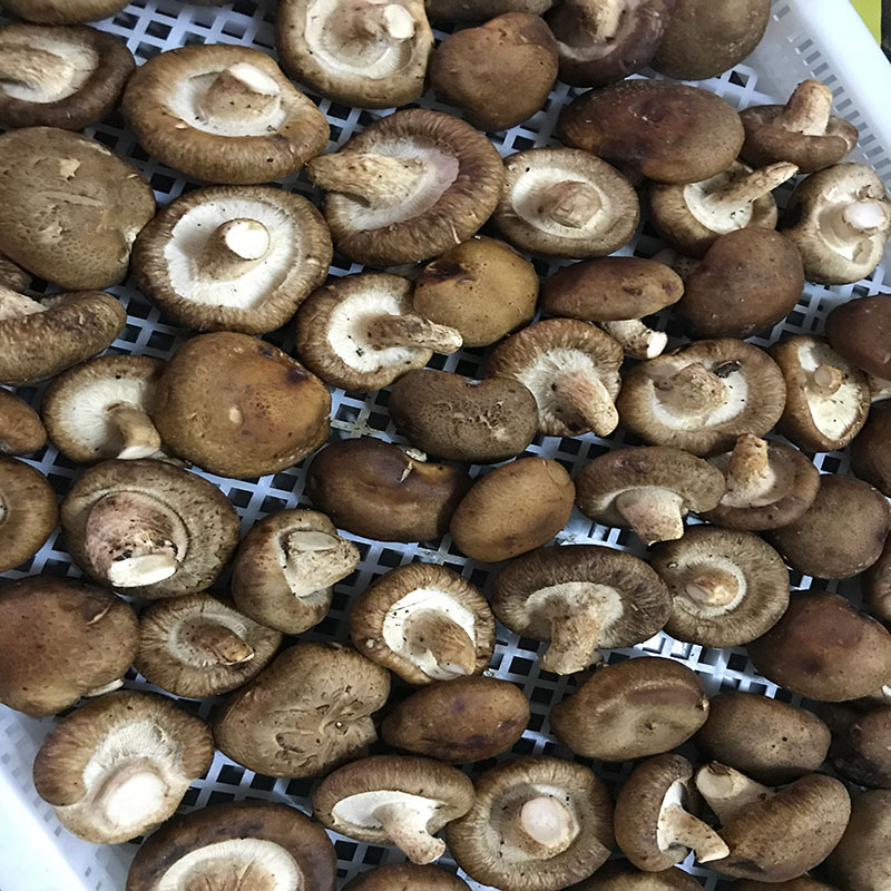 湖北省京山縣的菇農代表選用小黄片怎么下载小黄片怎么下载食用菌烘幹機模塊即香菇烘幹機